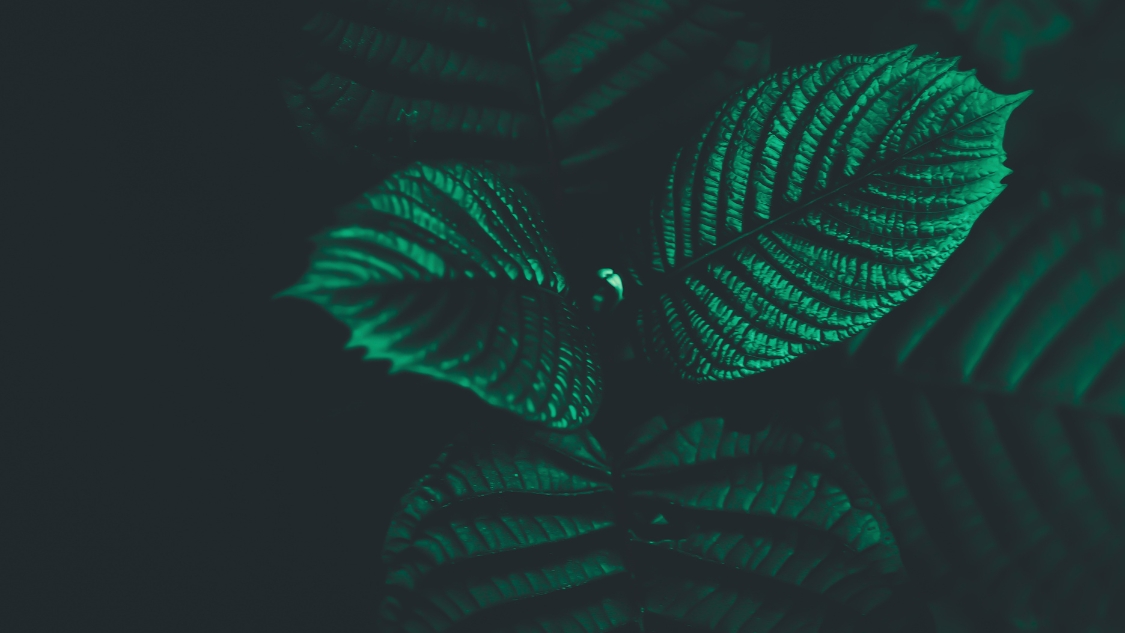 Jakie są rodzaje kratomu? Twój prosty przewodnik